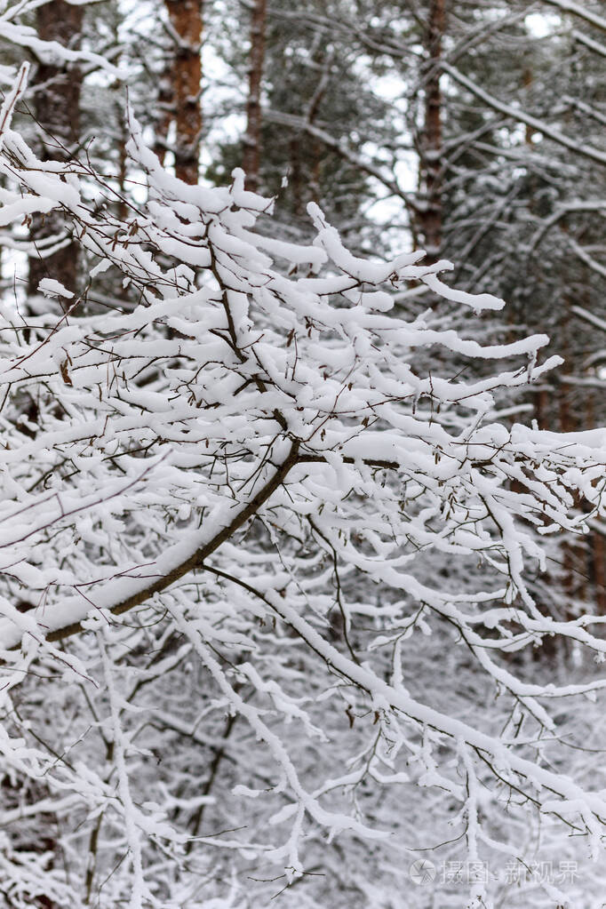 冬天的树枝在白霜和白雪的背景下