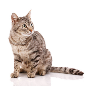 成年条纹猫，白色眼睛上有绿色的眼睛