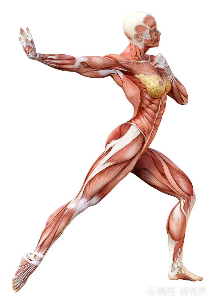 女性解剖图形的三维绘制