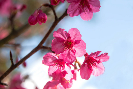 江都昂康山樱花或樱花