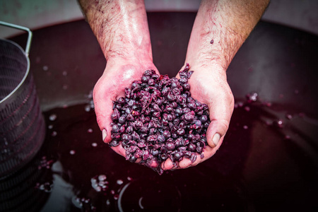 波尔多葡萄园桶内发酵过程中的葡萄酒混合照片