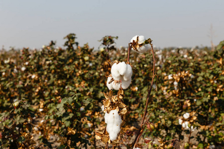 乌兹别克斯坦熟棉分公司