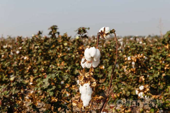 乌兹别克斯坦熟棉分公司