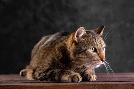 短毛灰猫，大而宽的脸，背景为黑色。一只大猫。