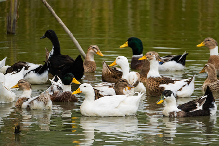 鸭子 放牧 游泳 翅膀 风景 公鸭 自然 动物 池塘 羽毛