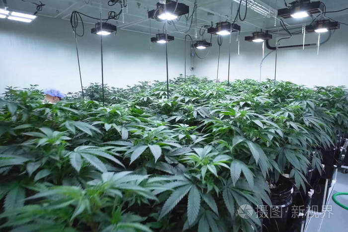 大麻的叶和茎在花园里水培生长 大麻床 大麻在合法的花园里 照片 正版商用图片25m7hc 摄图新视界