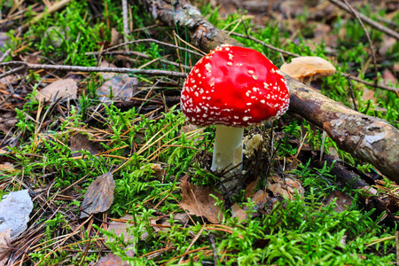 red amanita in the autumn forest on a cloudy day 