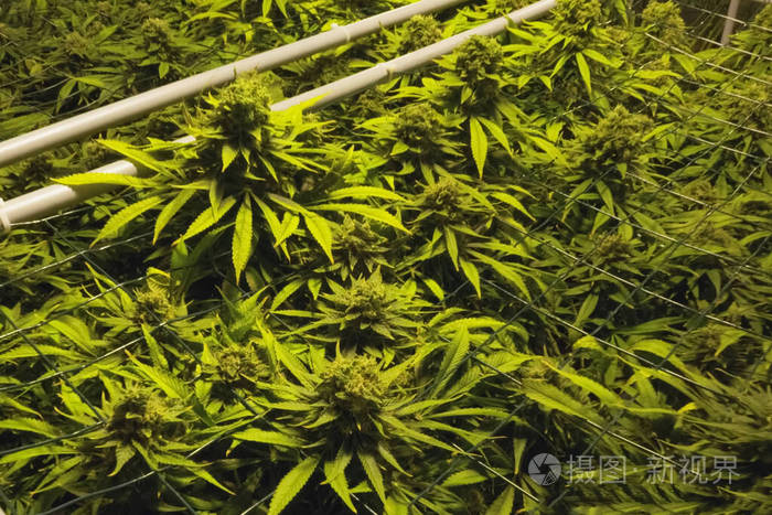 大麻的叶和茎在花园里水培生长 大麻床 大麻在合法的花园里 照片 正版商用图片25m6 摄图新视界