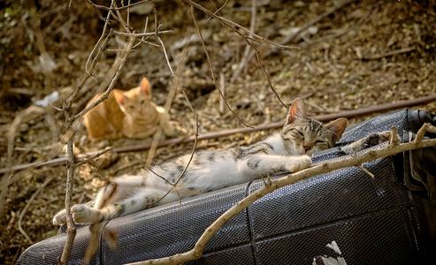 动物 宠物 街猫 颜色 以色列 老虎