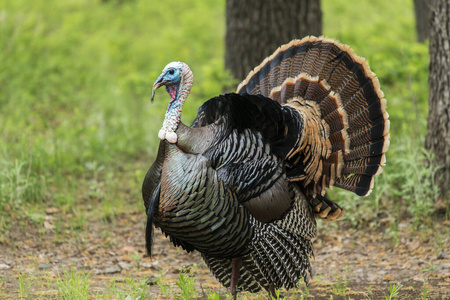 淘宝加客服格兰德河野生火鸡照片