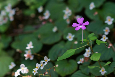 特写镜头 春天 花园 植物区系 夏天 植物学 紫色 粉红色