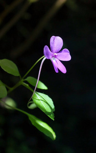紫色 颜色 特写镜头 花瓣 紫罗兰 美女 植物区系 春天