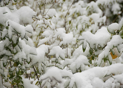 美女 白霜 场景 松木 寒冷的 分支 美丽的 天气 雪花