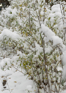 松木 公园 降雪 一月 冬天 美女 场景 颜色 木材 风景