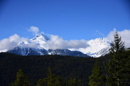 森林 美丽的 全景图 风景 阿尔卑斯山 冬天 旅行 滑雪