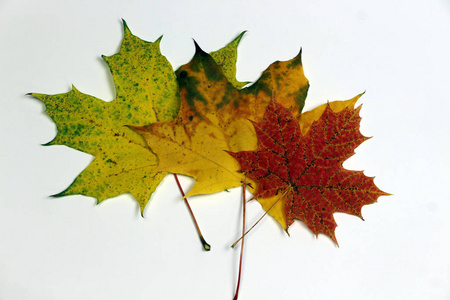 落下 加拿大人 植物学 要素 颜色 纹理 森林 环境 日历