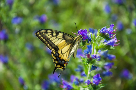 栖息在蓝色花朵上的黄色燕尾蝶图片