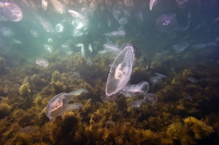 海藻 水下 潜水 水母