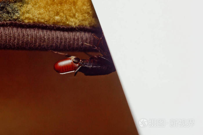 红色怀孕蟑螂和一个鸡蛋白色隔离背景宏观照片特写