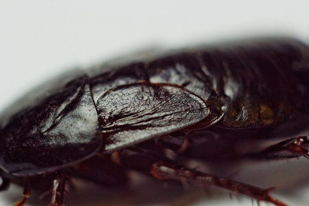 红色怀孕蟑螂和一个鸡蛋,白色隔离背景.宏观照片特写.照片