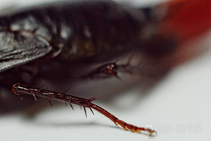 红色怀孕蟑螂和一个鸡蛋白色隔离背景宏观照片特写
