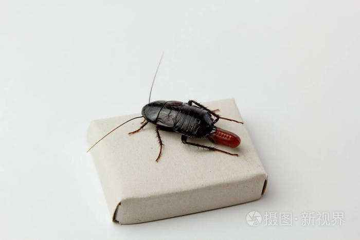 红色怀孕蟑螂和一个鸡蛋白色隔离背景宏观照片特写