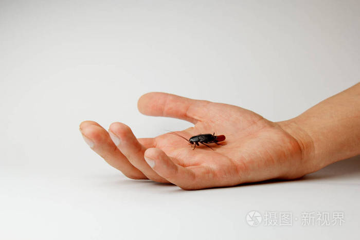 一只手上有一个蛋的红色怀孕蟑螂宏观照片特写