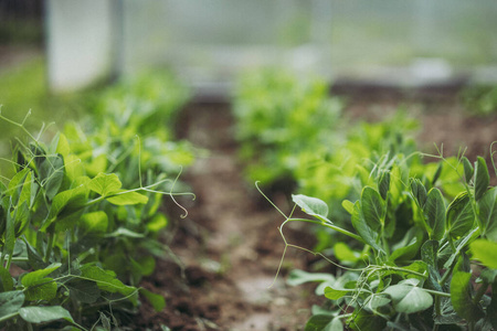 领域 食物 蔬菜 土壤 成长 特写镜头 花园 豌豆 园艺