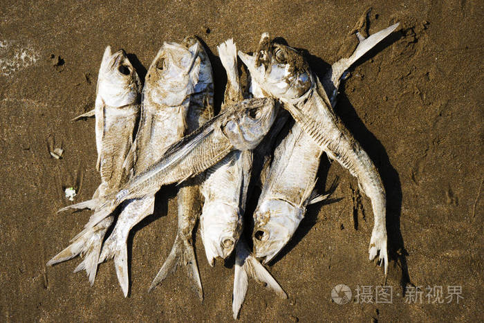海边沙滩上的干的死鱼鲱鱼