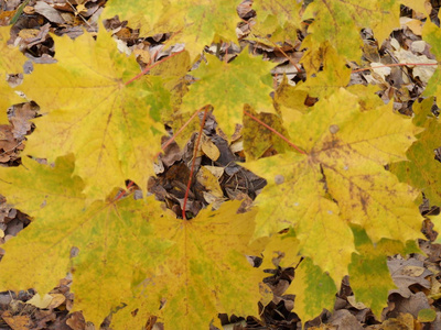 植物 十月 自然 颜色 秋天 季节 枫树 落下 树叶 特写镜头