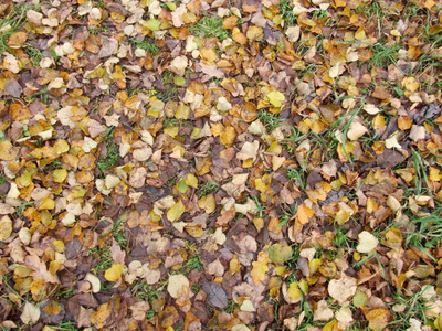 枫树 植物 落下 地面 森林 公园 自然 颜色 十月 季节