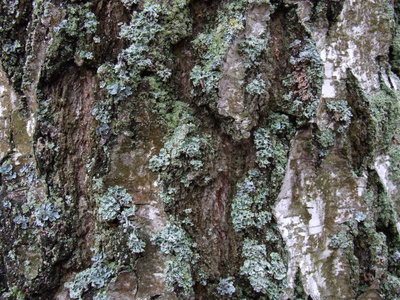 伍兹 自然 材料 古老的 植物 森林 特写镜头 木材 橡树
