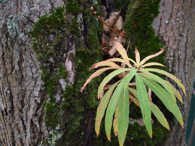 春天 植物区系 森林 夏天 生长 自然 特写镜头 植物 丛林