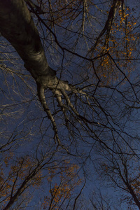 月光星空下的夜秋森林
