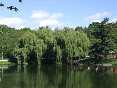 美女 公园 反射 夏天 森林 美丽的 风景 池塘 自然 天空