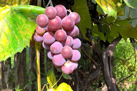 浆果 健康 农业 液滴 自然 葡萄酒 领域 农场 夏天 收获