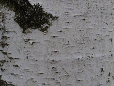 古老的 木板 自然 纹理 树皮 材料 木材 粮食