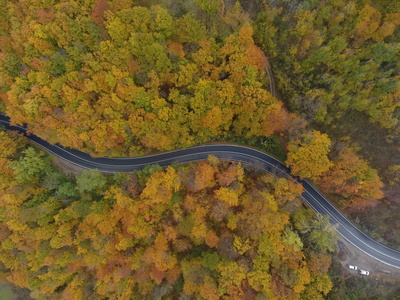 森林 全景图 国家 季节 落下 公路 无人机 飞行 冒险