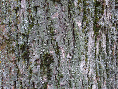木材 苔藓 特写镜头 纹理 自然 橡树 材料 植物 森林
