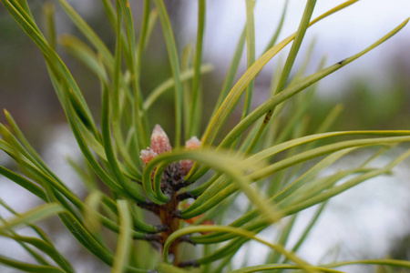 自然 夏天 分支 花园 春天 松木 森林 植物 植物区系