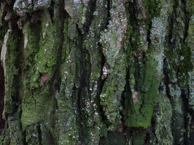 木材 松木 植物 森林 古老的 苔藓 自然 纹理 特写镜头