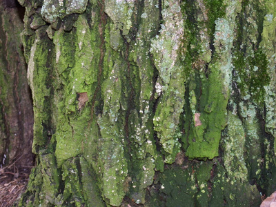 木材 纹理 古老的 橡树 松木 特写镜头 伍兹 自然 树皮