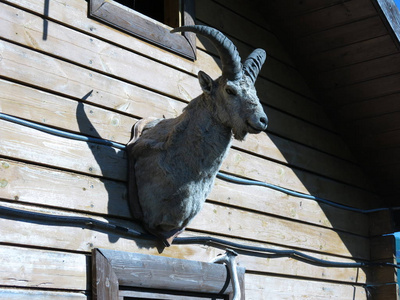 毛皮 自然 山羊 农场 农业 哺乳动物 牲畜 动物 喇叭