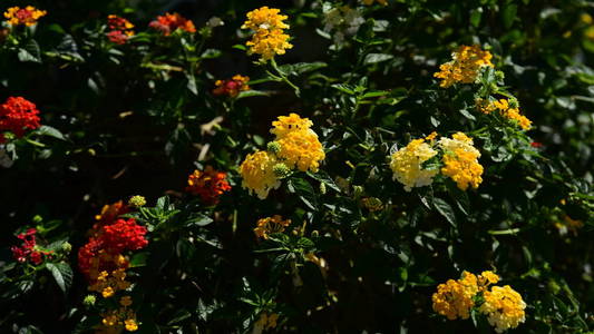 花的 美丽的 春天 自然 环境 美女 花园 植物区系 明信片
