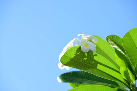 卡片 季节 春天 明信片 草地 花瓣 美丽的 夏天 树叶