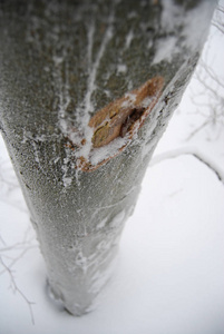 寒冷的天气 寒冷的 风景 自然 环境 特写镜头 冬天 雪花