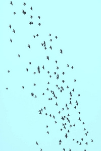 和平 航班 收集 鸽子 绘画 可编辑 形成 天空 环境 风景