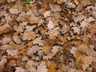 秋天 纹理 树叶
