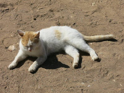 眼睛 可爱的 肖像 可爱极了 哺乳动物 小猫 宠物 基蒂