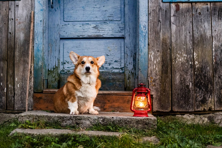 小狗 步行 外部 有趣的 犬科动物 肖像 自然 乐趣 繁殖